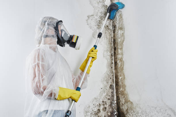 Best Attic Mold Removal  in , LA