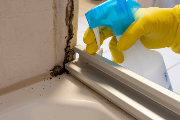 Best Black Mold Removal  in , LA