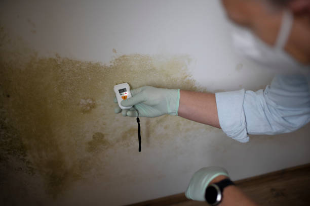 Best Office Mold Removal Services  in , LA